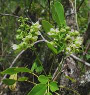 Image of Gaudichaud's senna