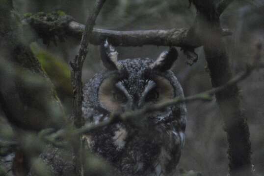 Image of Asio otus tuftsi Godfrey 1948