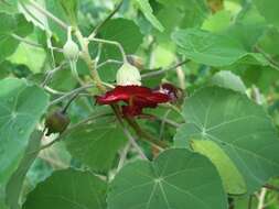 Imagem de Abutilon menziesii Seem.