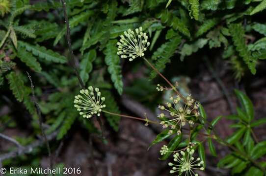 Image of bristly sarsaparilla