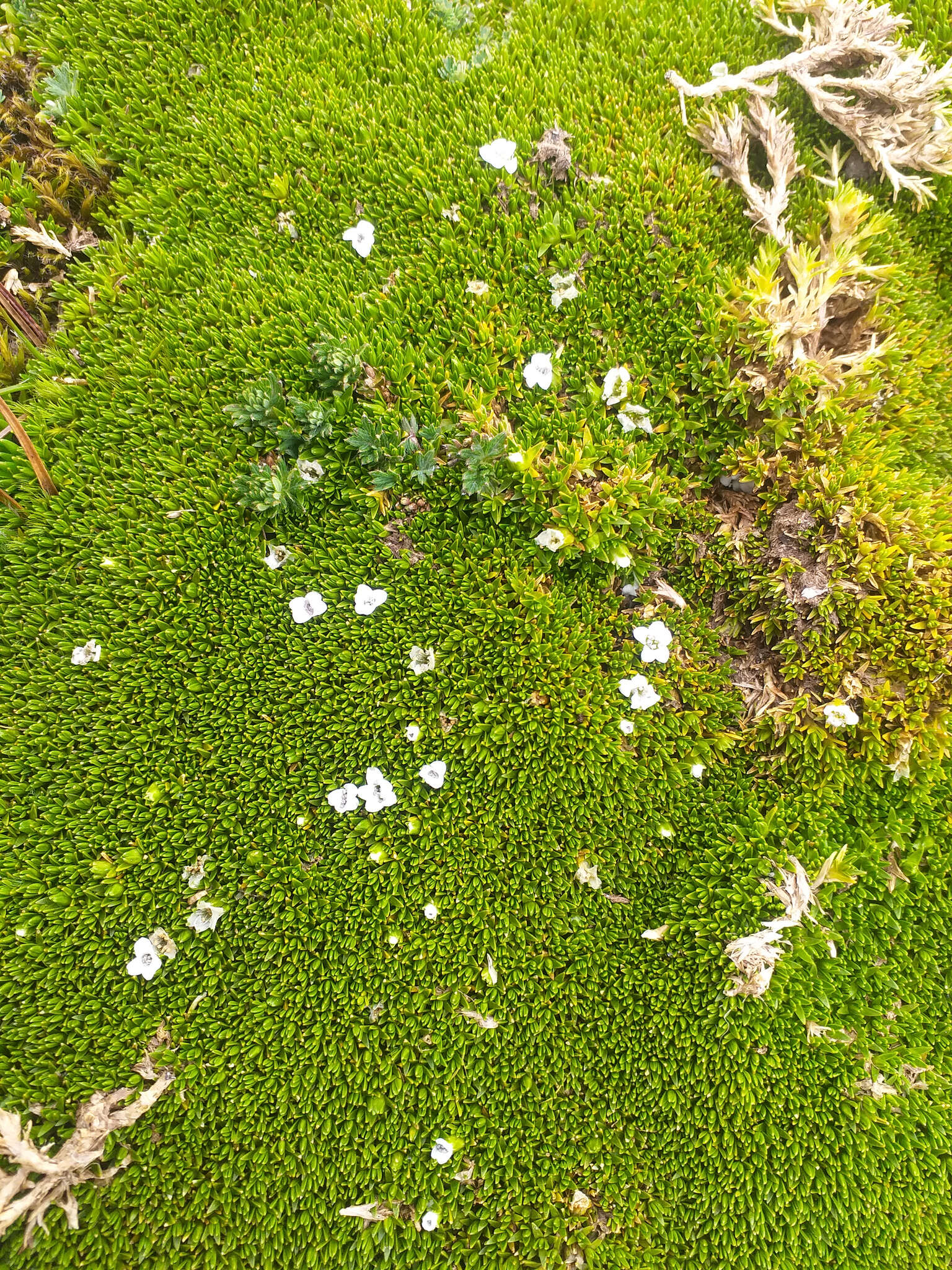 Image of Arenaria dicranoides Kunth