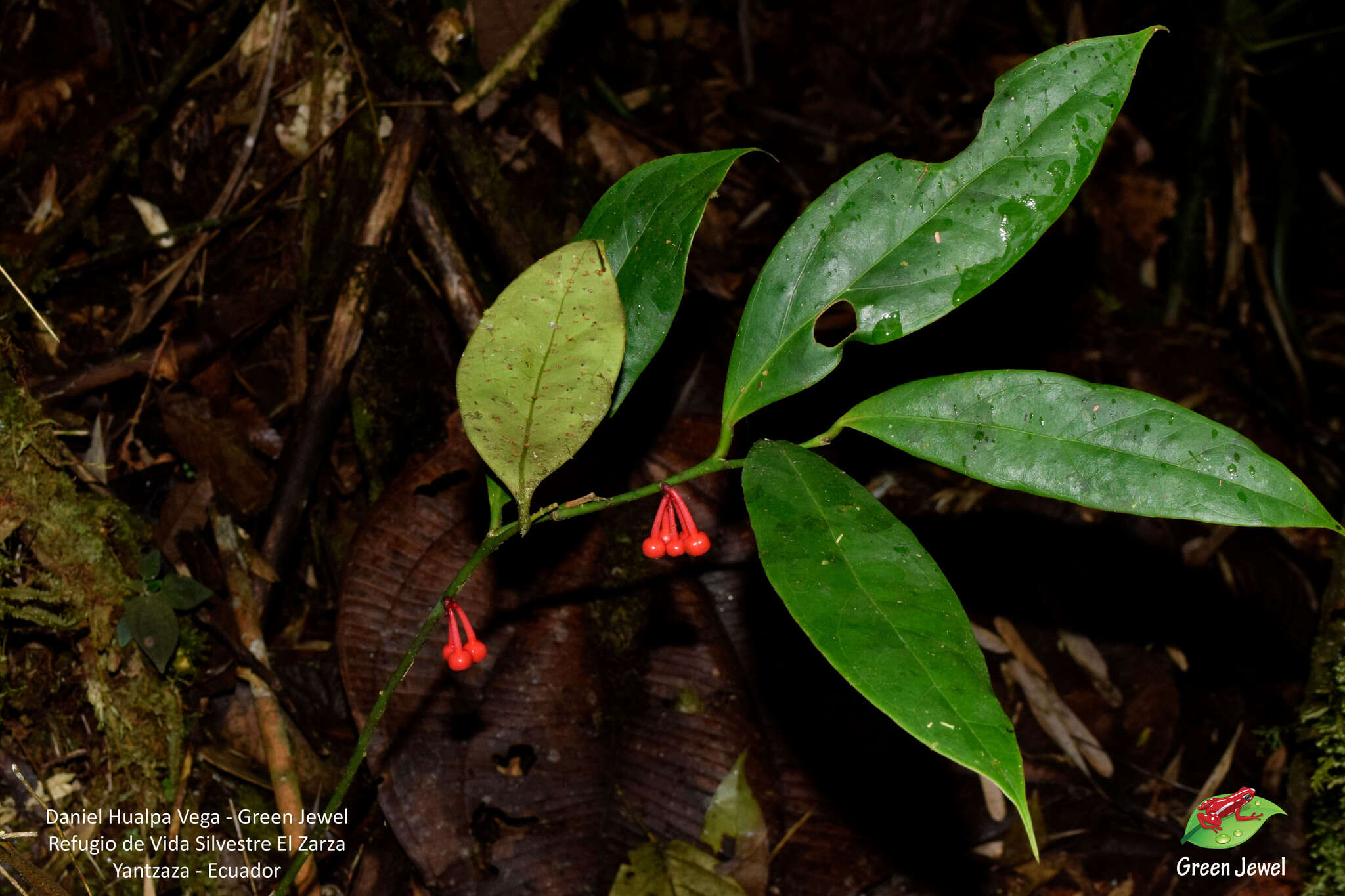 صورة Psammisia pennellii A. C. Sm.