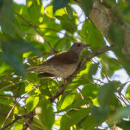 Image of Pale-breasted Thrush