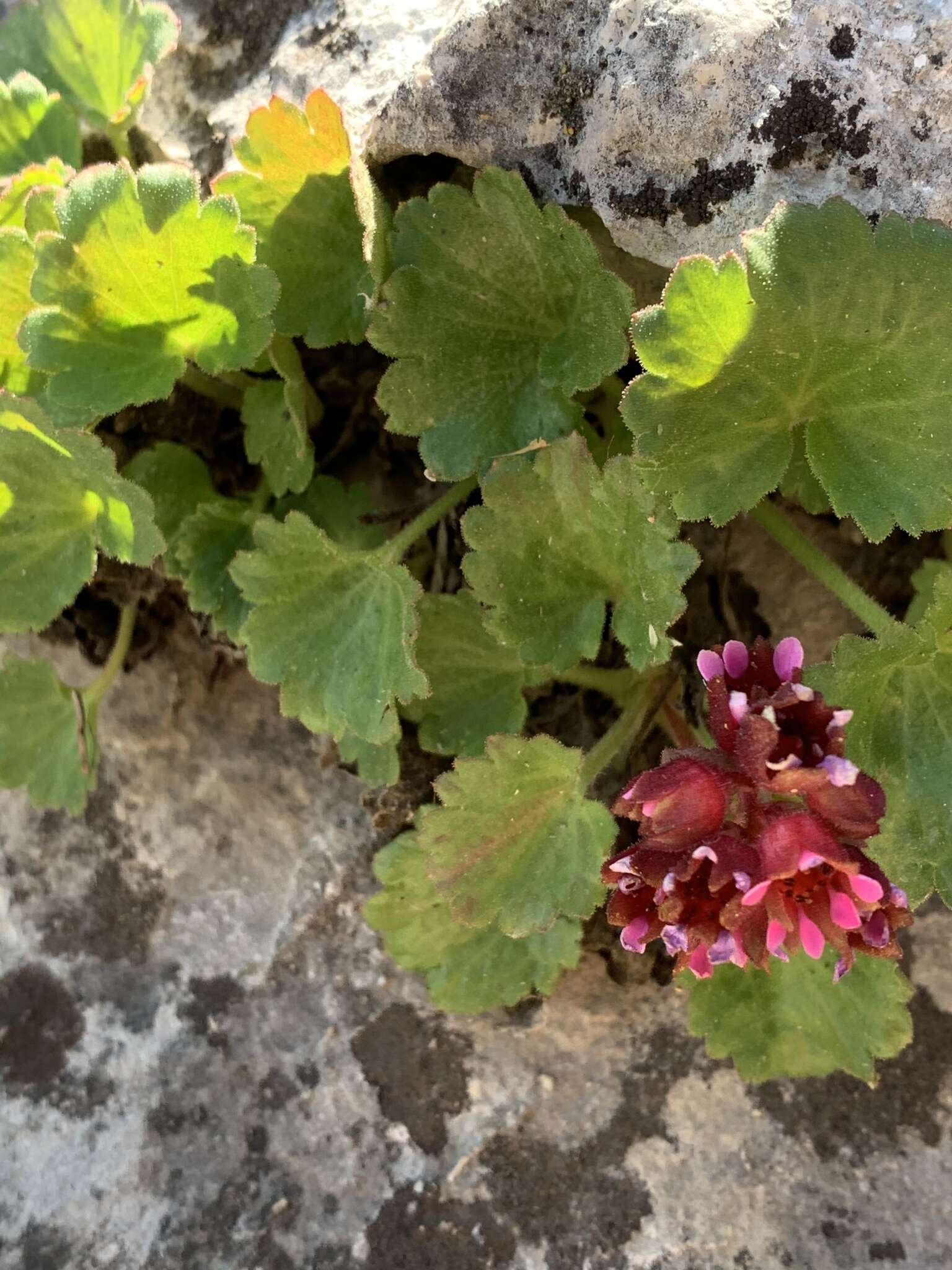 Sivun Boykinia heucheriformis (Rydb.) Rosend. kuva