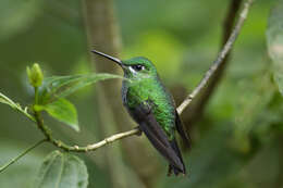 Image of Green-crowned Brilliant