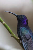 Image of Violet Sabrewing