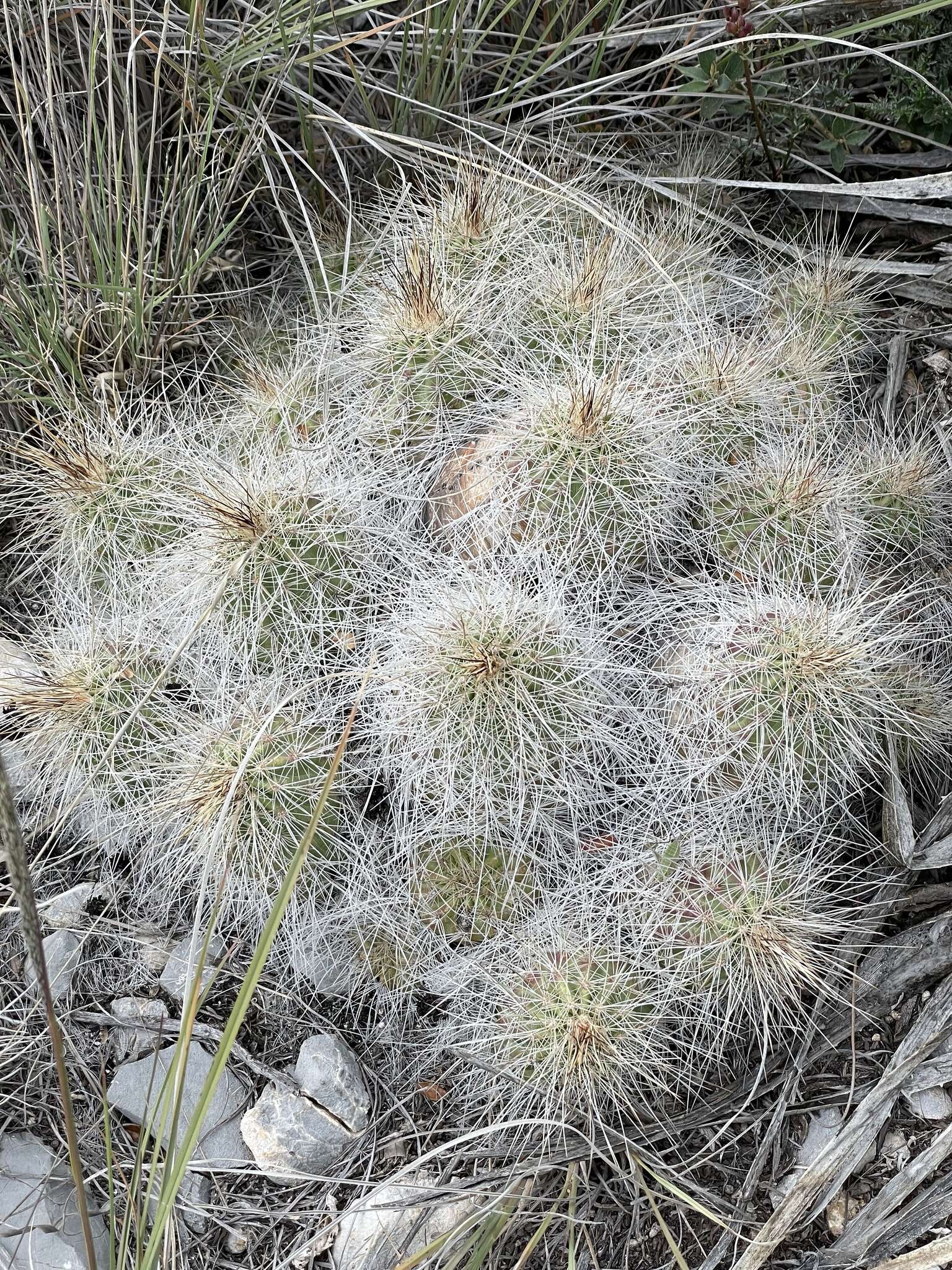 Image of Echinocereus parkeri subsp. arteagensis W. Blum & Mich. Lange