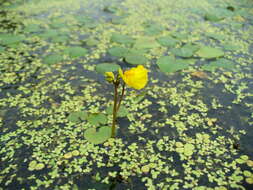 Image of Bladderwort