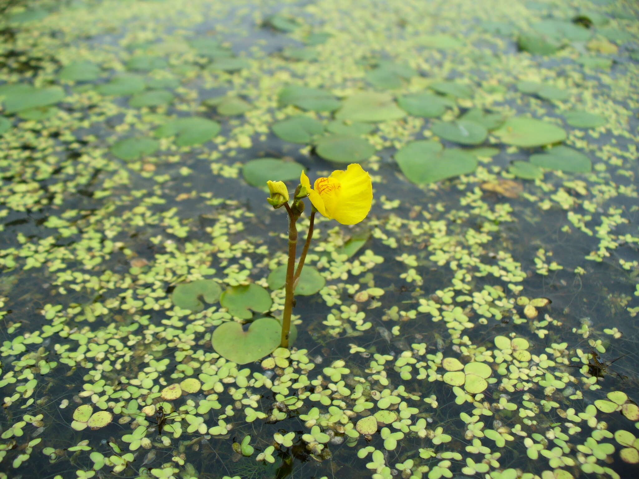 Image of Bladderwort