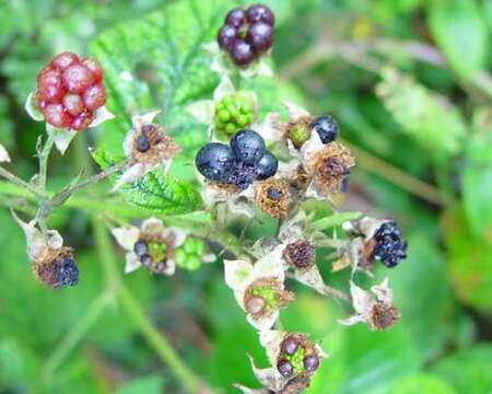 Image of Rubus nemorosus Hayne