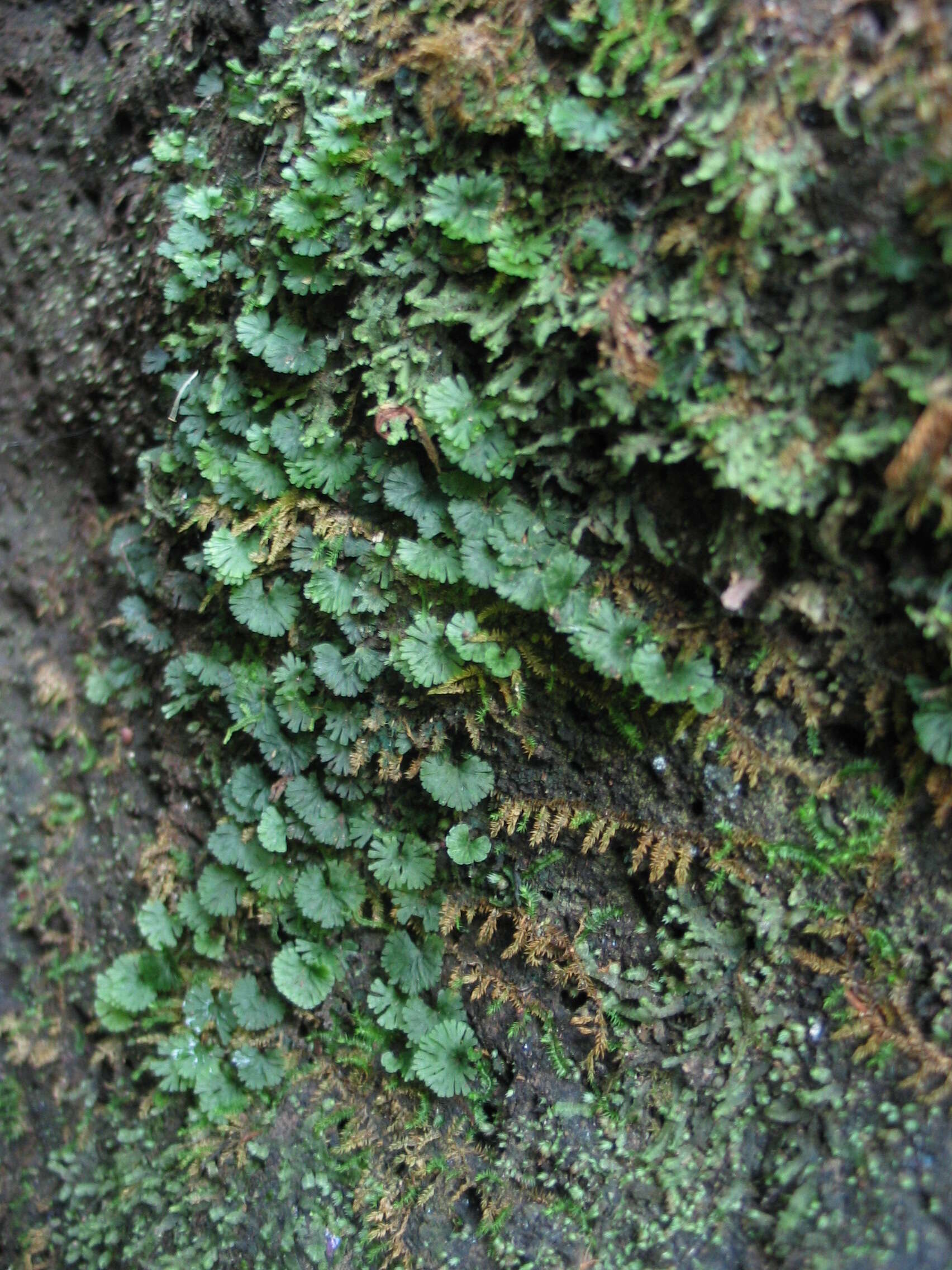 Image of tiny bristle fern