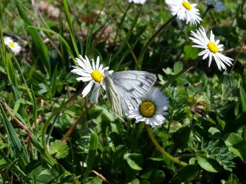 Plancia ëd Pieris napi (Linnaeus 1758)