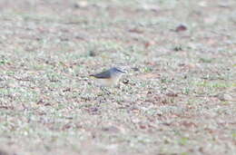 Image of Yellow-rumped Thornbill