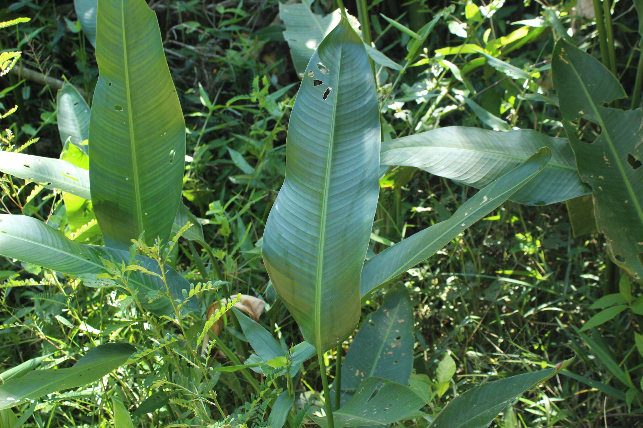 Image of Heliconia marginata (Griggs) Pittier