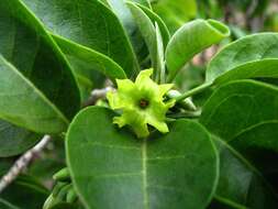 Image of Small-flowered Nothocestrum