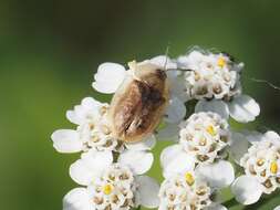 Image of Pale Tortoise Beetle