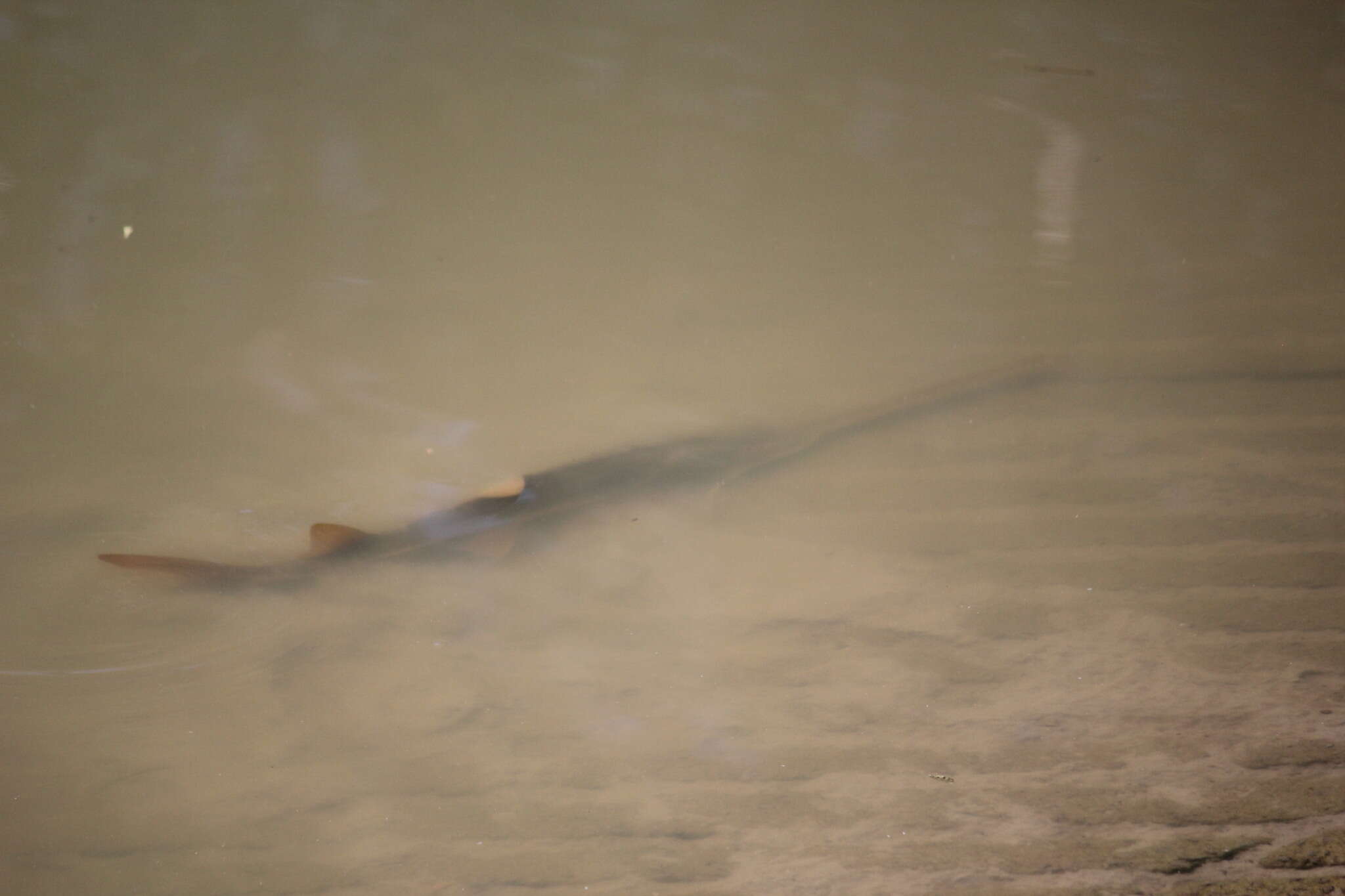 Image of Common sawfish