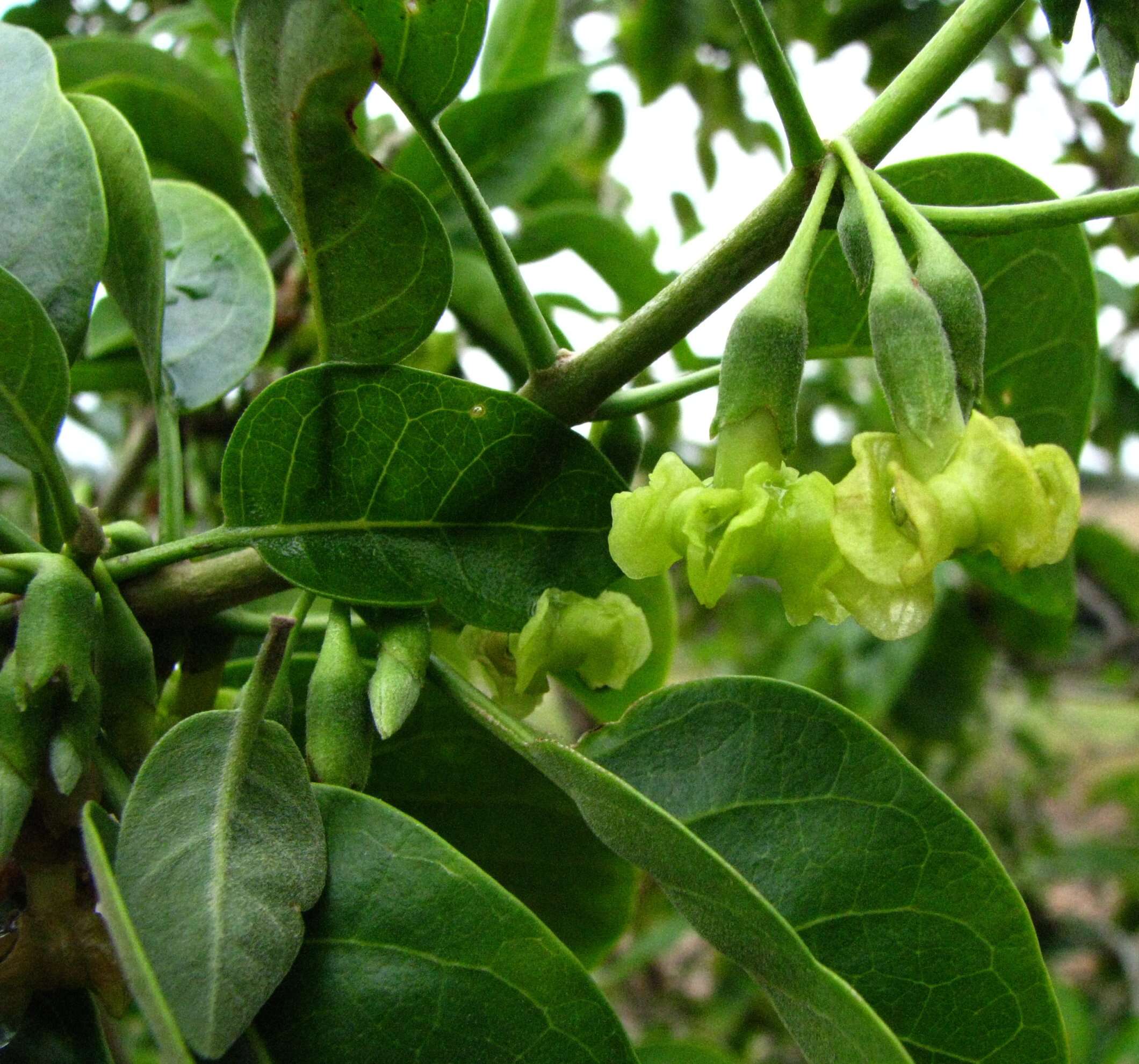 Image of Small-flowered Nothocestrum