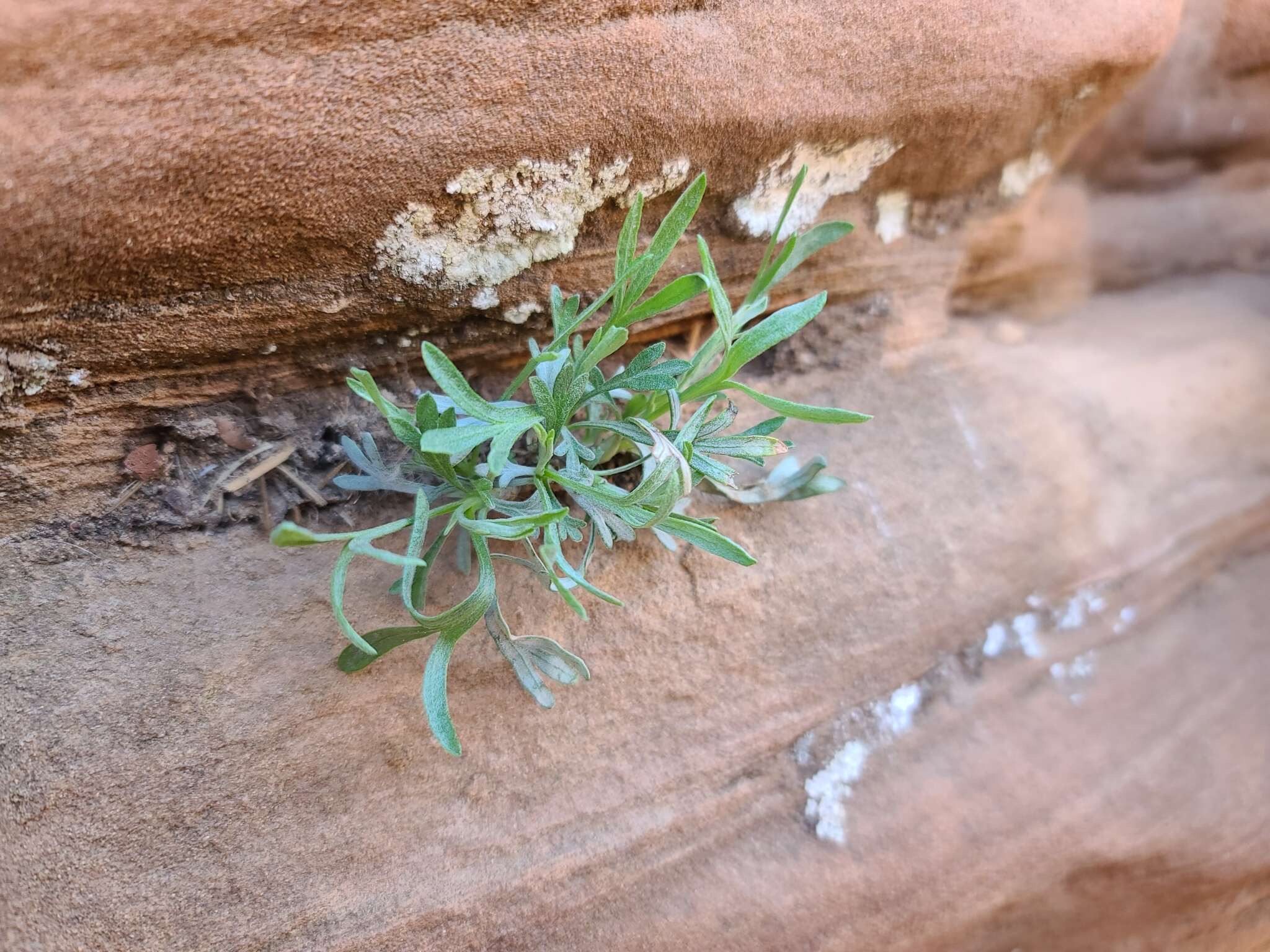 Artemisia ruthiae (A. H. Holmgren, L. M. Shultz & Lowrey) Sòn. Garcia, Garnatje, Mc Arthur, Pellicer, S. C. Sand. & Va的圖片