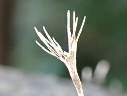 Image of Xylaria bambusicola Y. M. Ju & J. D. Rogers 1999