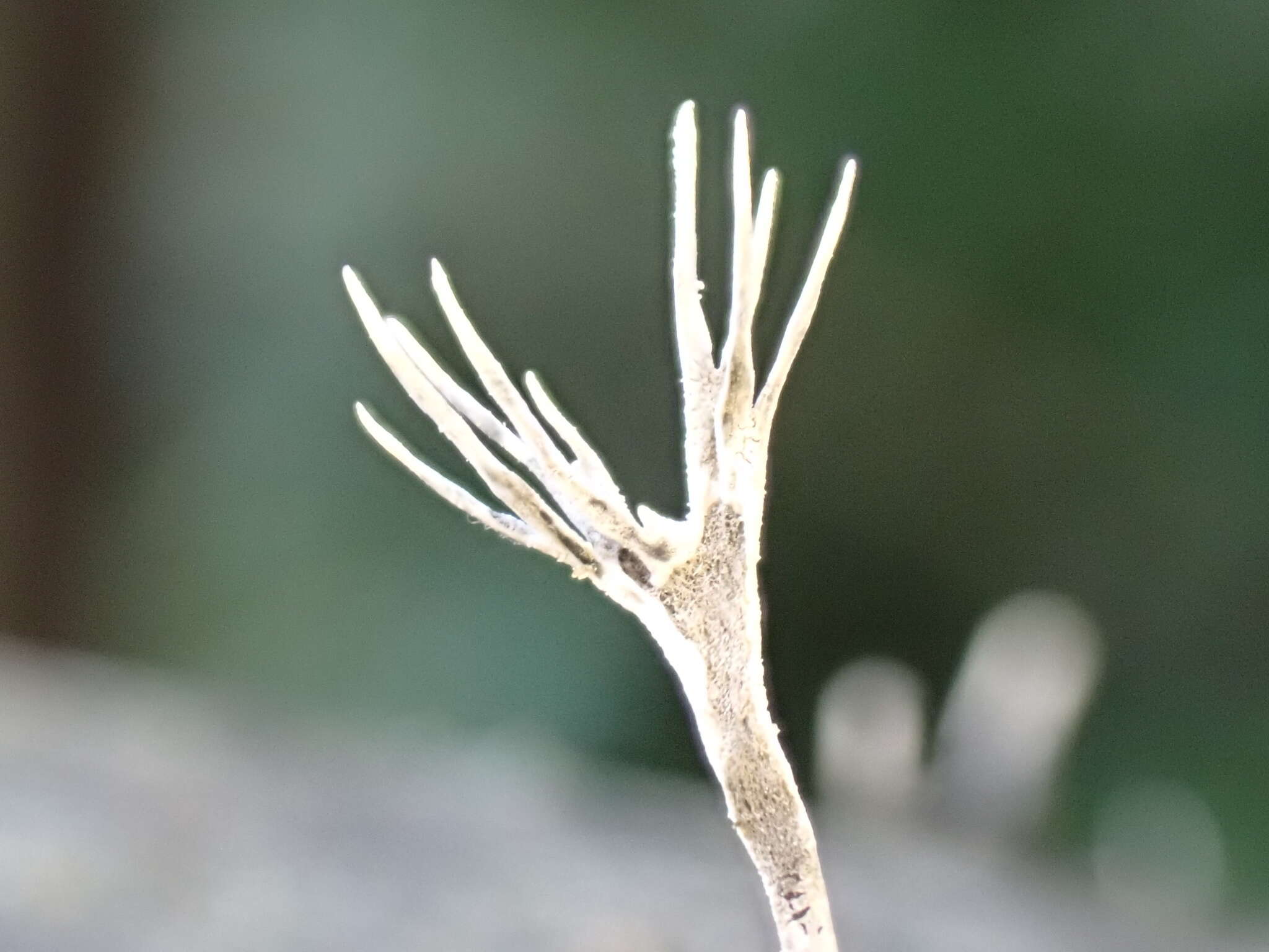 Image of Xylaria bambusicola Y. M. Ju & J. D. Rogers 1999