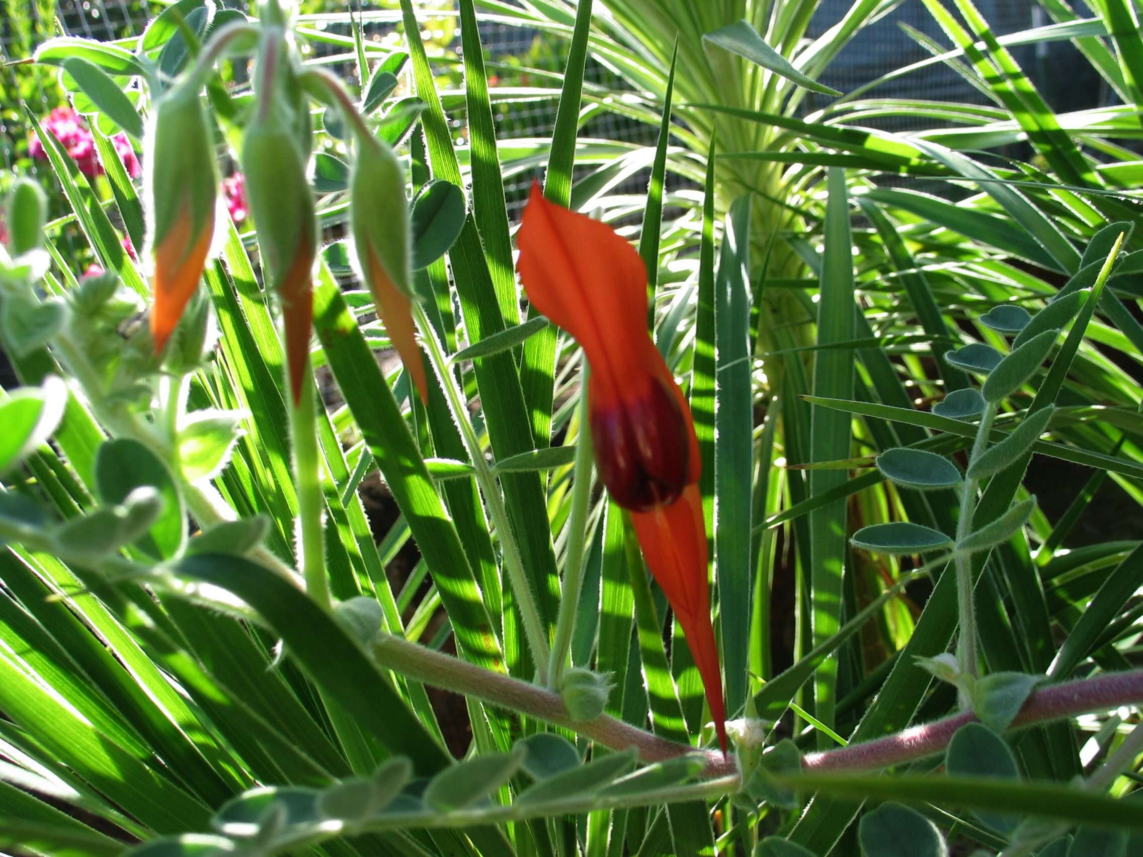 Plancia ëd Swainsona formosa (G. Don) J. Thompson