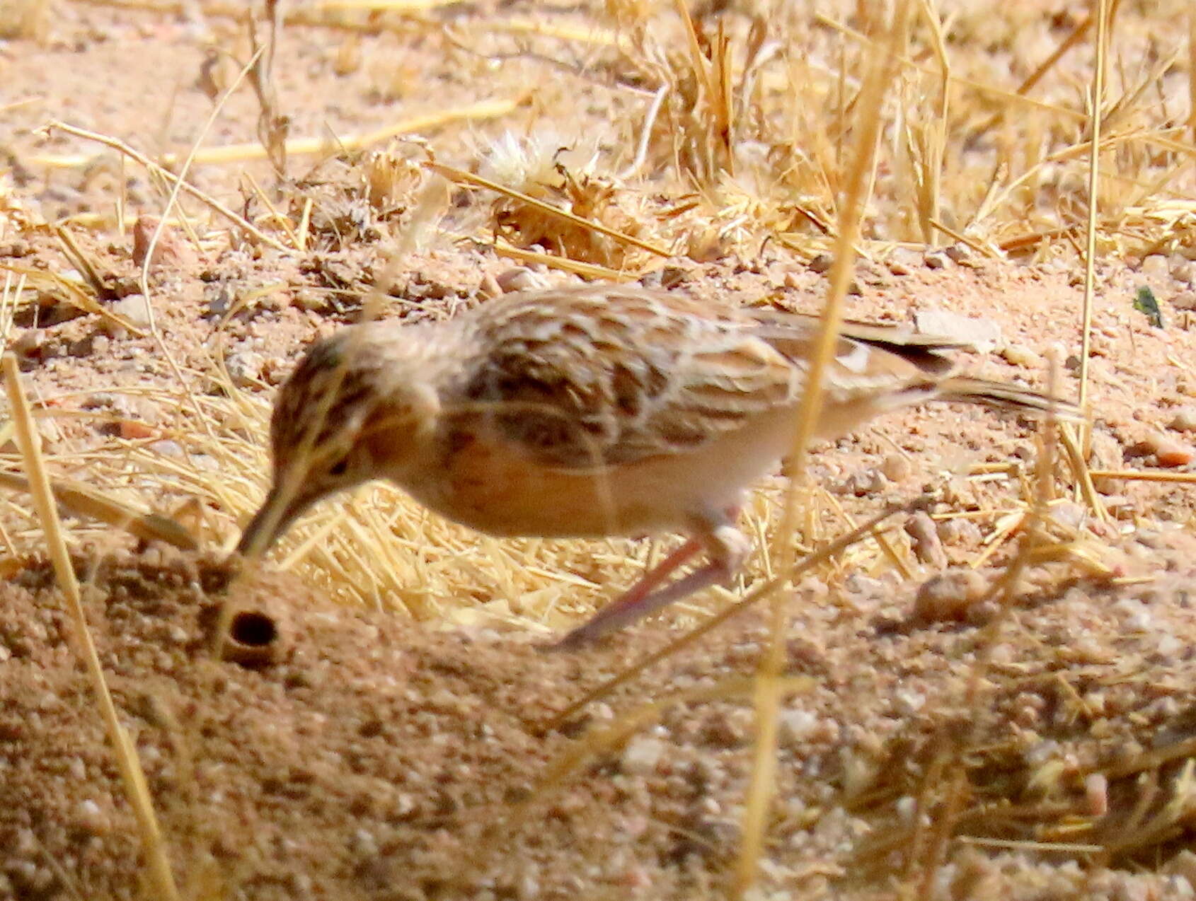 Imagem de Chersomanes albofasciata barlowi White & Cmn 1961