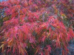 Image of Japanese maple