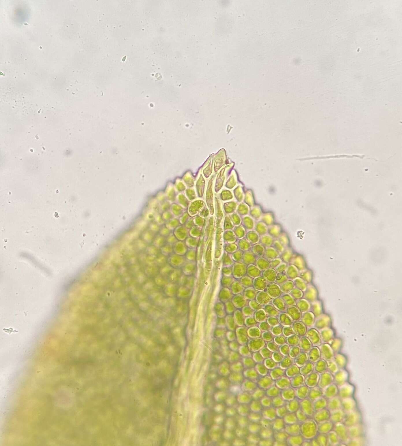 Image of Bush's fissidens moss