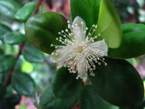 Image of Koʻolau Eugenia