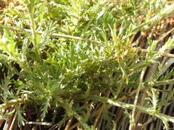 Plancia ëd Osteospermum muricatum E. Mey. ex DC.