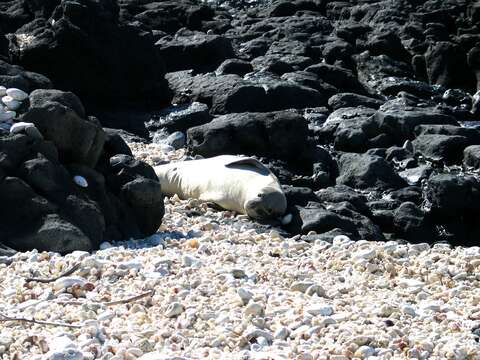 Image of Hawaiian Monk Seal