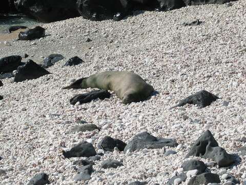 Image of Hawaiian Monk Seal