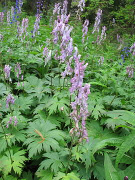 Aconitum septentrionale subsp. rubicundum (Fisch.) V. N. Voroschilov resmi