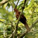 Image of MacKinlay's Cuckoo-Dove