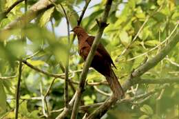 Image of MacKinlay's Cuckoo-Dove