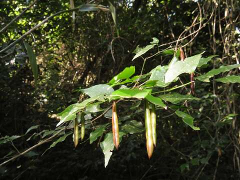 Plancia ëd Indigofera natalensis Bolus