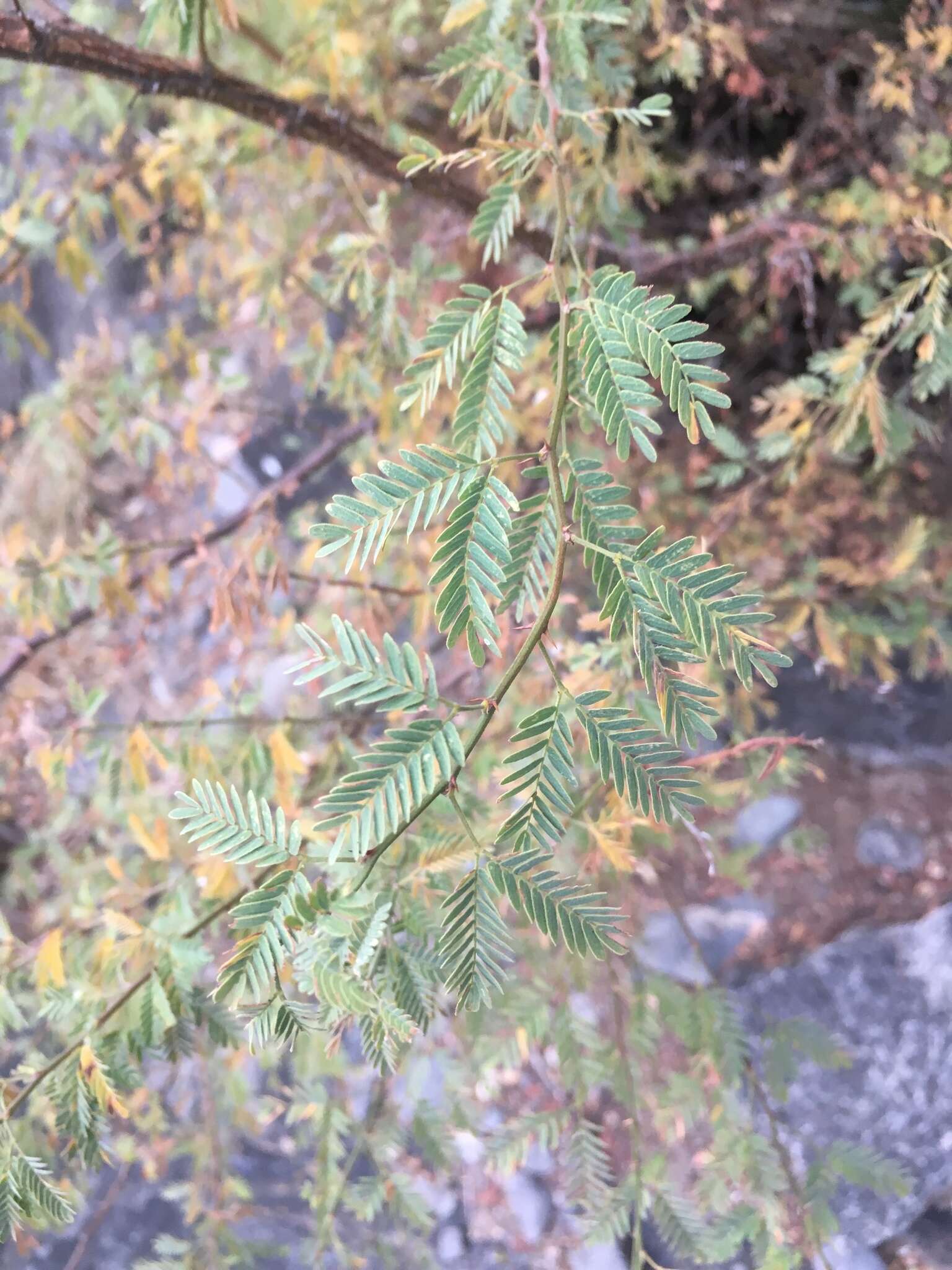 Image of Mimosa farinosa Griseb.