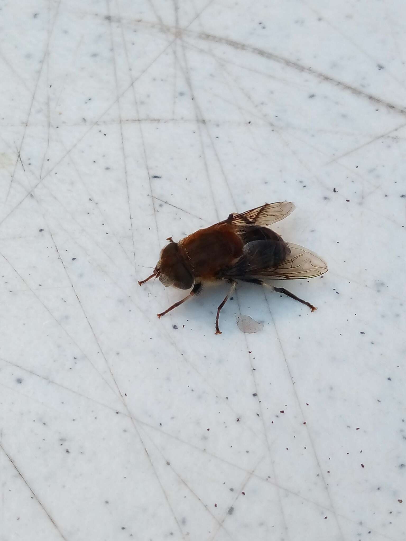 Image of Eristalis circe Williston 1891