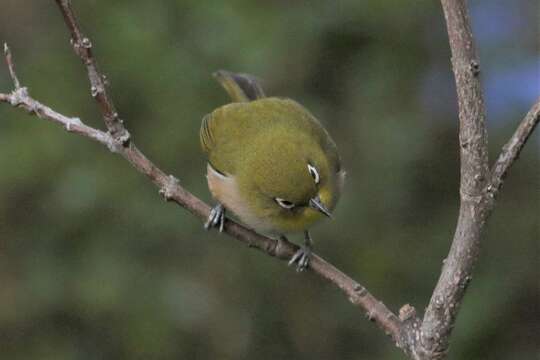 Image of Cape White-eye