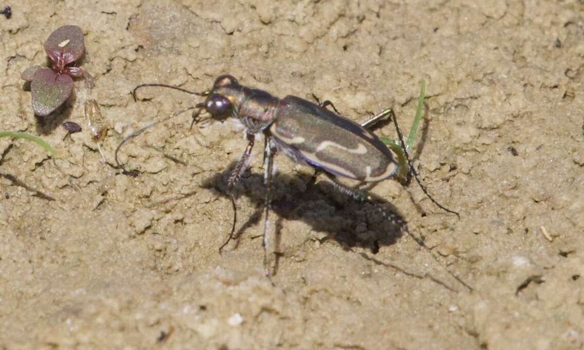 Image of Cicindela (Cicindelidia) tenuisignata Le Conte 1851