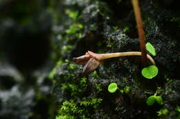 Image of Ariopsis peltata Nimmo