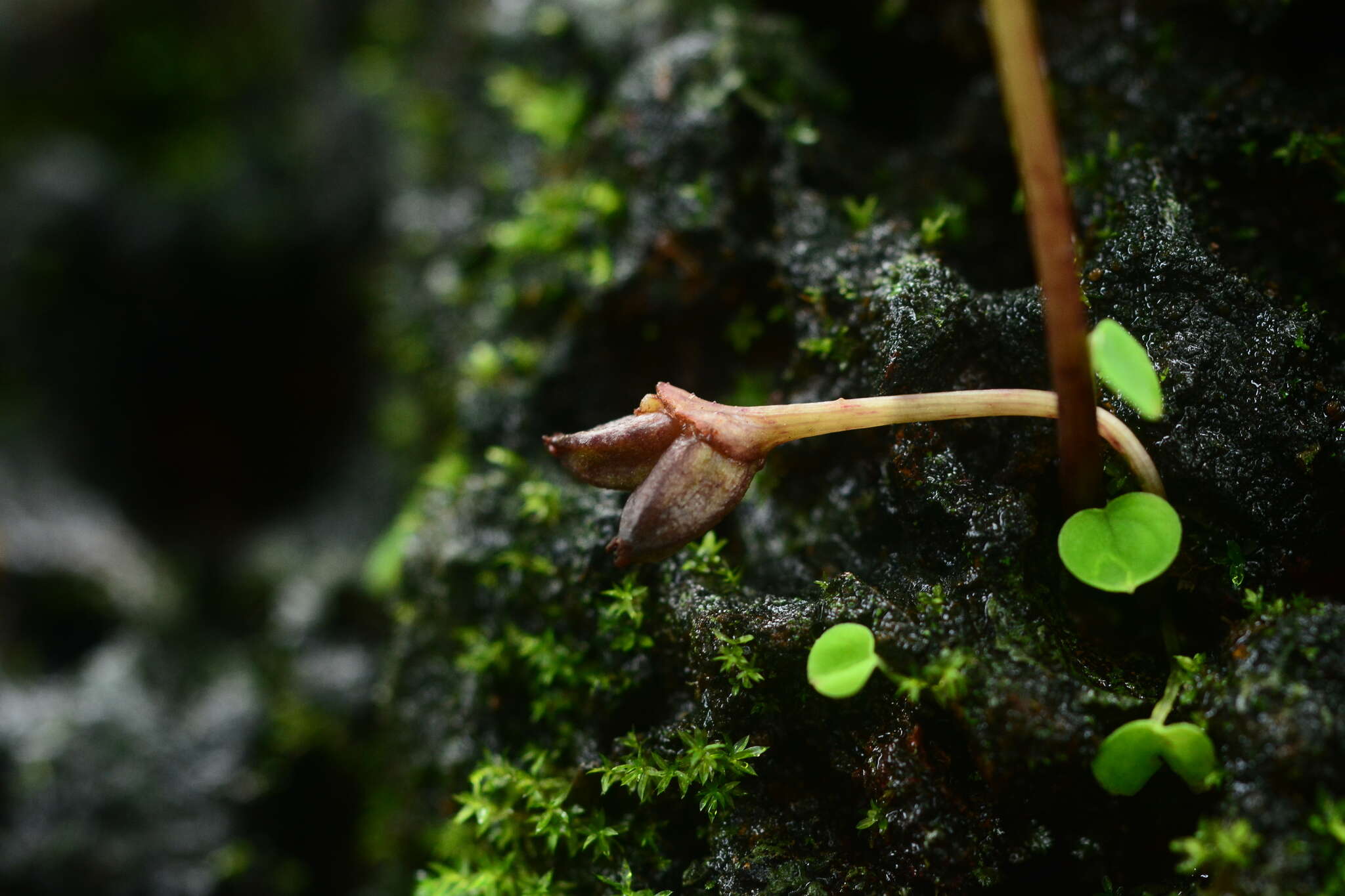 Image of Ariopsis peltata Nimmo