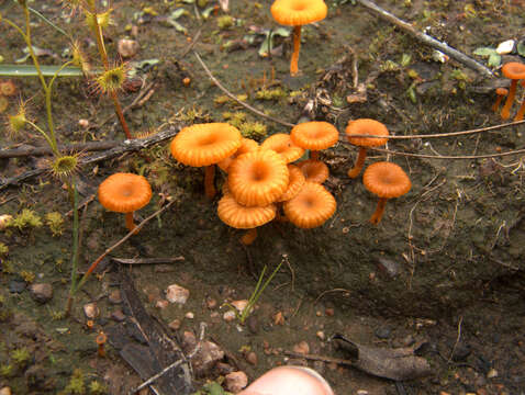 Image of Lichenomphalia chromacea (Cleland) Redhead, Lutzoni, Moncalvo & Vilgalys 2002