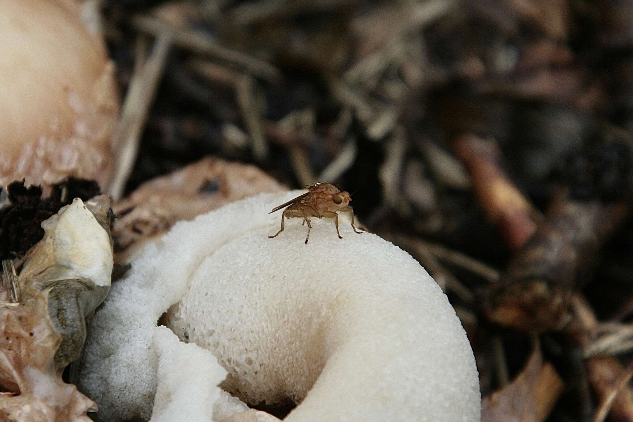 Image of Suillia longipennis (Loew 1862)