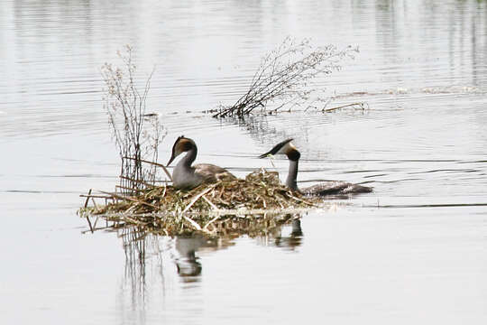 Image of Podiceps cristatus infuscatus Salvadori 1884