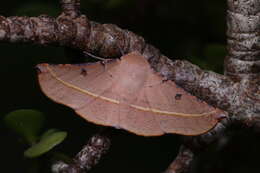 Image of Oenochroma pallida Warren 1898