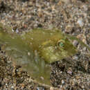 Image of Diamond filefish