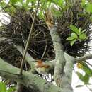 Image of Red-and-white Spinetail