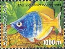 Image of Boeseman's Rainbowfish